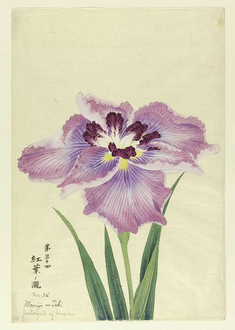 Vintage japanese iris painting A large iris, outer perianth leaves violet; inner leaves white with deep magenta tips.