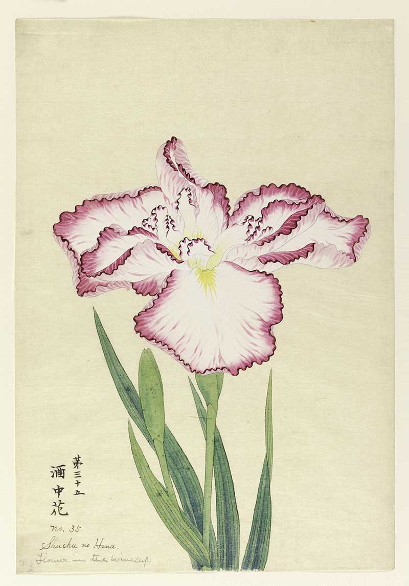 Japanese Iris paintings no. 35. A large iris, white with magenta tips.