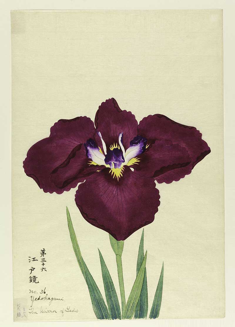 Vintage Japanese Iris paintings A large iris, outer perianth leaves deep magenta; inner leaves white with violet tips.