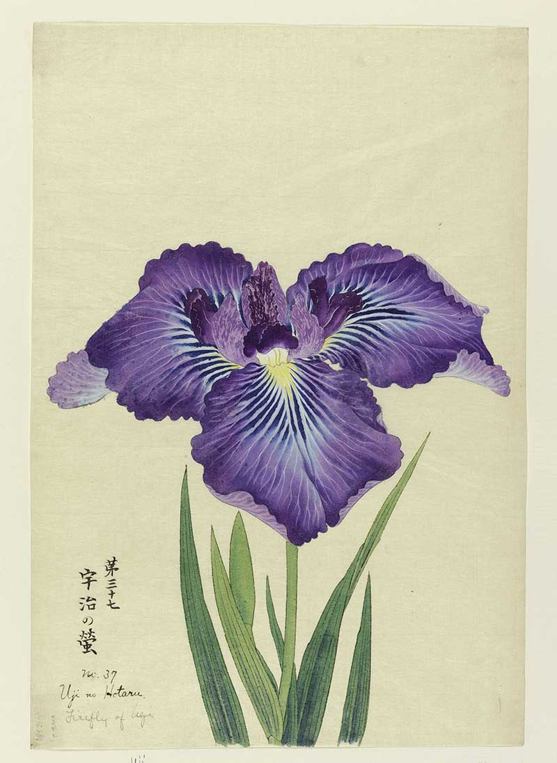 A large iris, outer perianth leaves blue-violet to blue at center; inner leaves violet.