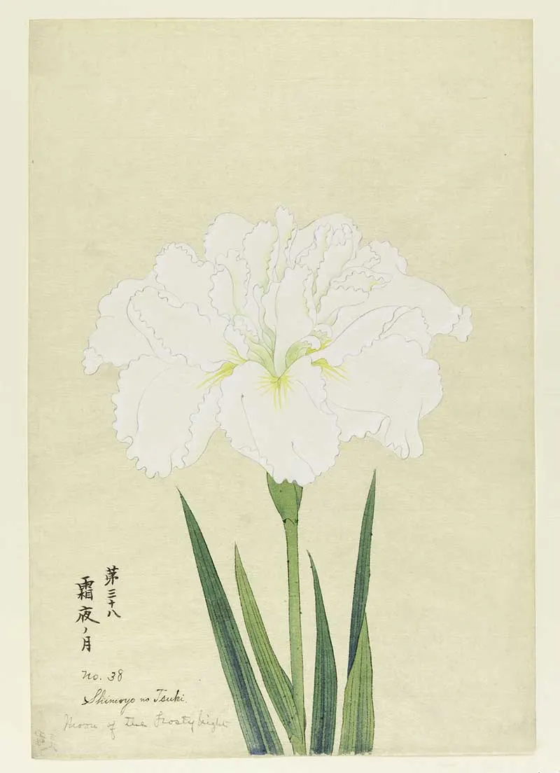 A large iris, outer perianth leaves white; inner leaves with green tints.
