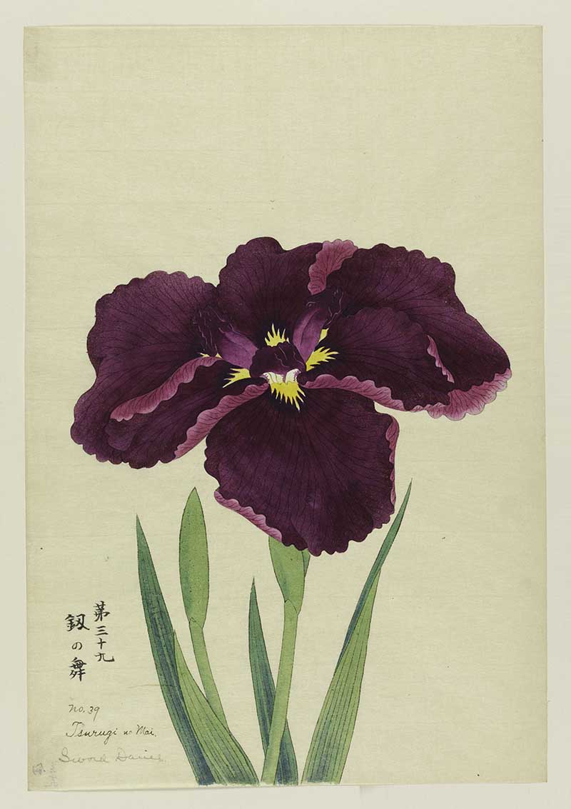 Vintage Japanese Iris Paintings