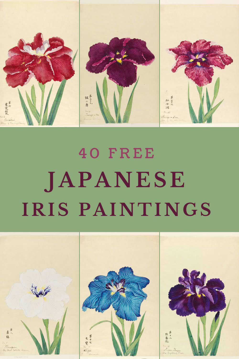 40 Vintage Japanese Iris paintings pin
