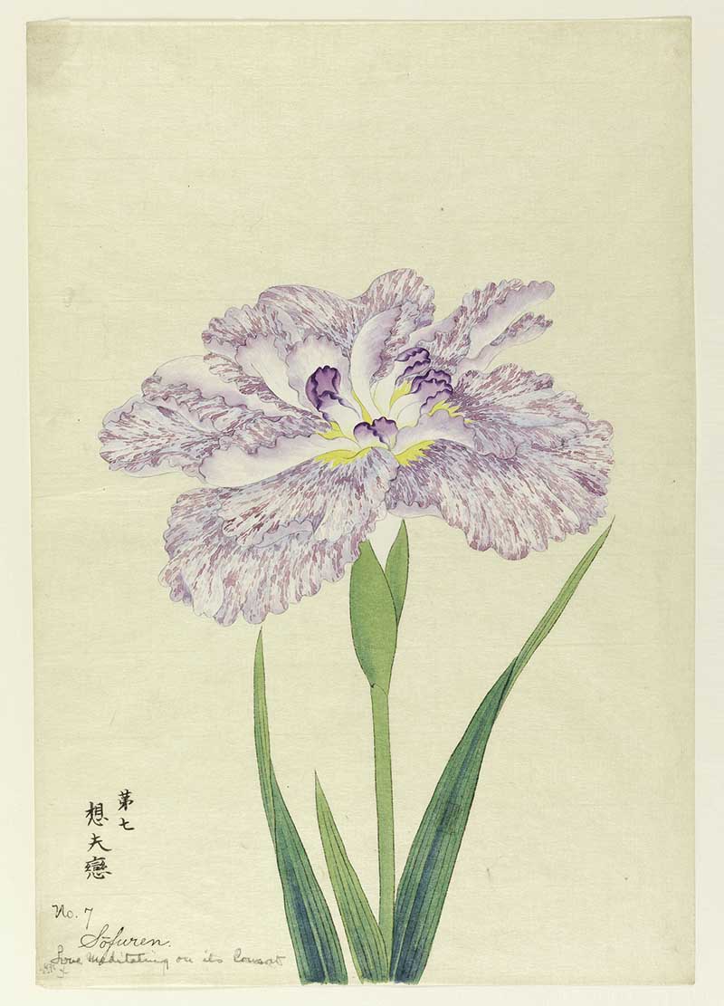 Sofuren japanese iris illustration painting