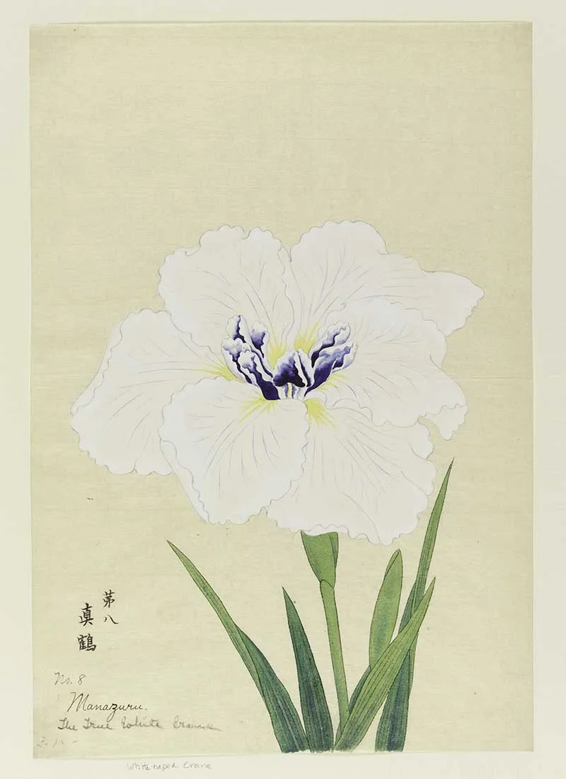 White Crane japanese Iris painting