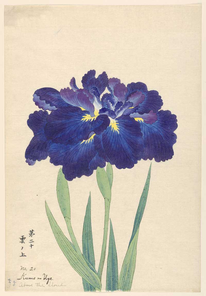 vintage japanese flower painting of purple iris