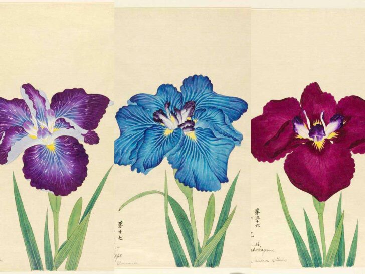 vintage japanese Iris paintings