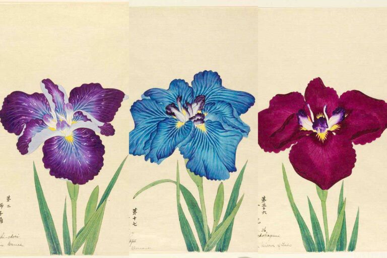 vintage japanese Iris paintings