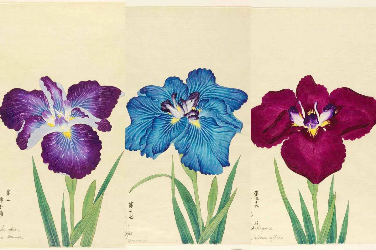 vintage japanese Iris paintings
