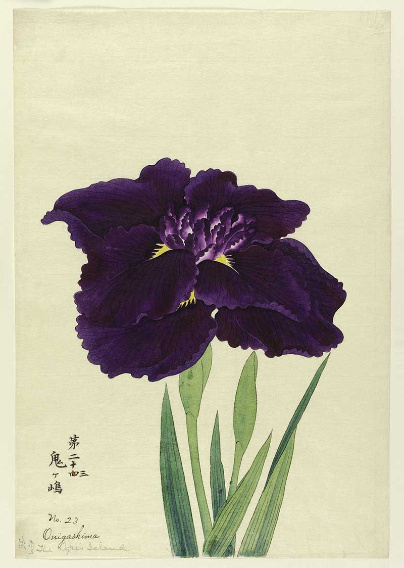 A large deep purple iris painting