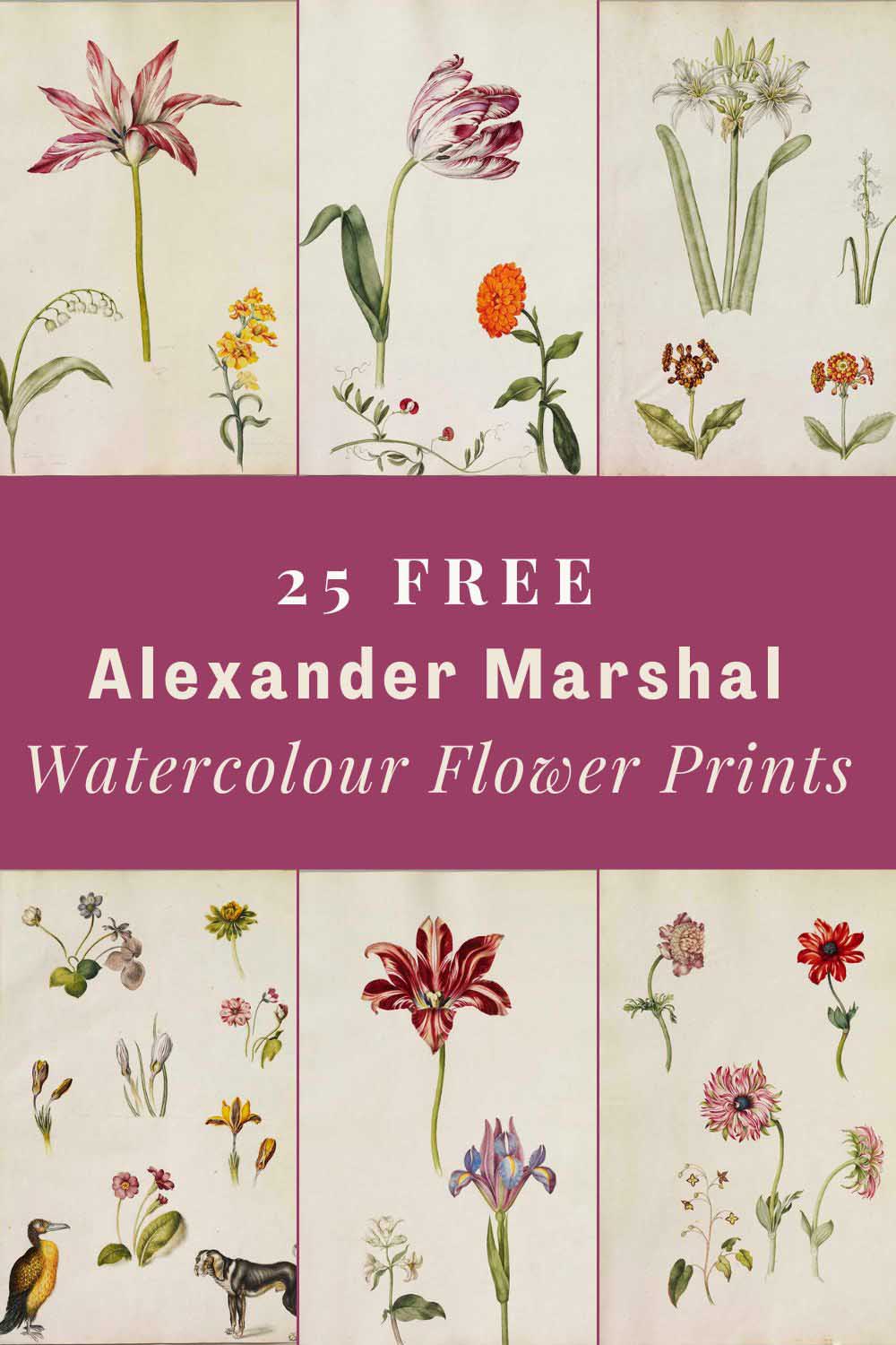 Alexander Marshal's Florilegium of watercolour flower prints