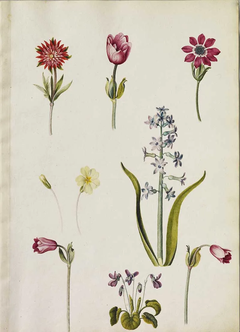 A page of flowers in watercolours including: Anemonies, a Hyacinth and Violets.