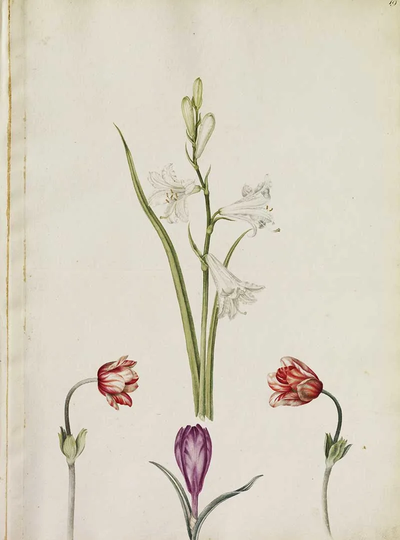 Savoy Spiderwort, two Anemonies and a Crocus.