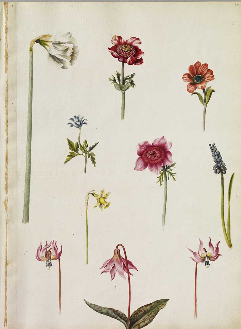 Dog's Tooth Violet and other flowers from Alexander Marshals Florileguim