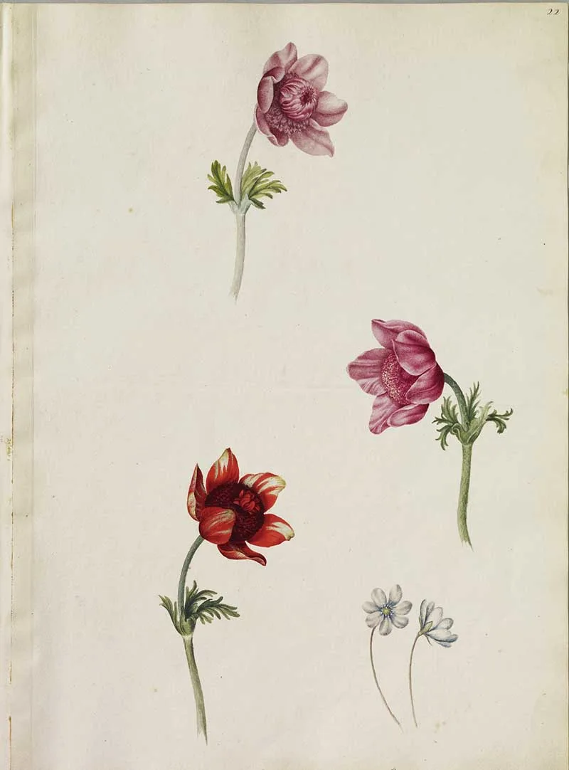 A page of five watercolours of flowers including: the double Purple and the double Rose Anemone, a parsley leaf Amaranthus and two single Blue Liverwort.