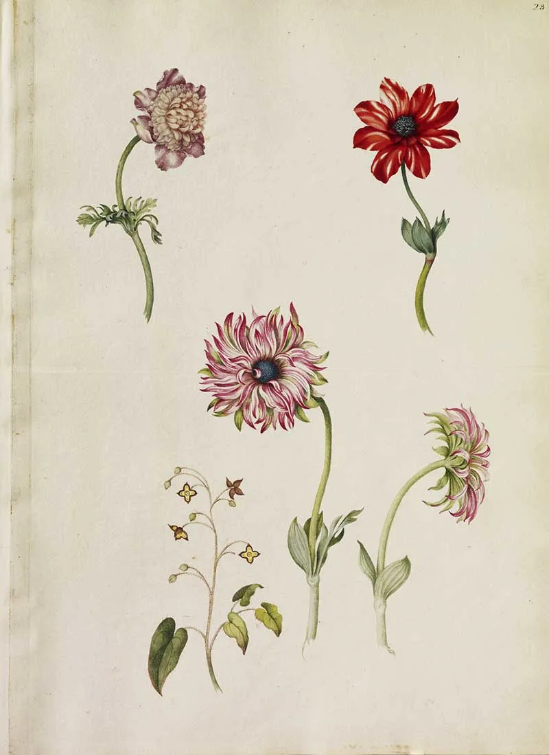 A page of watercolours of five flowers including: two Broad leaf Anemonies, a Single striped and a Double Parsley Anemone and a sprig of Barrenwort. Alexander Marshal's Florilegium