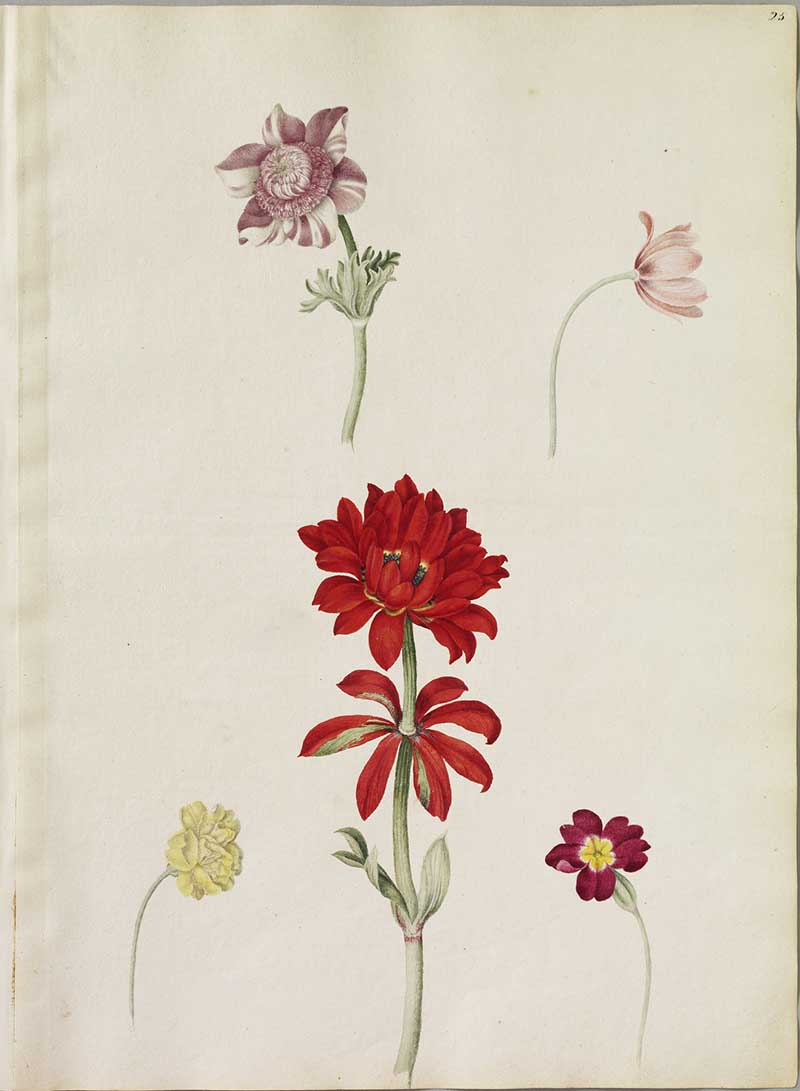 Flower paintings include a great double orange tawny Anemone, a purple striped Anemone, a single pink Anemone, a double yellow, and a bright red Primrose.