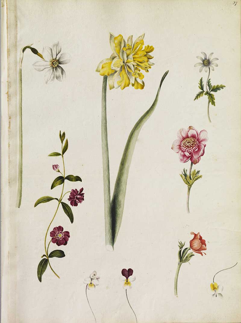 Alexander Marshal's florilegium page of nine flowers including: a double Daffodil, a purple ringed Daffodil, three Anemonies, three violas and a double Periwinkle.