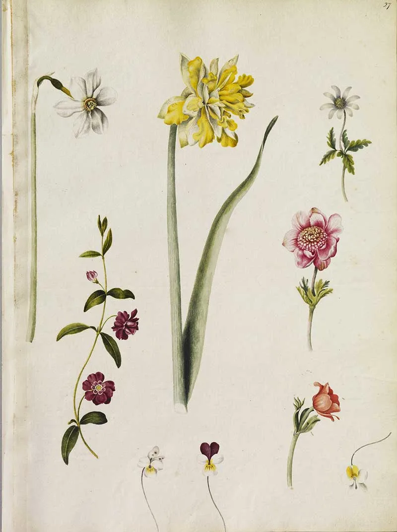 Alexander Marshal's florilegium page of nine flowers including: a double Daffodil, a purple ringed Daffodil, three Anemonies, three violas and a double Periwinkle.