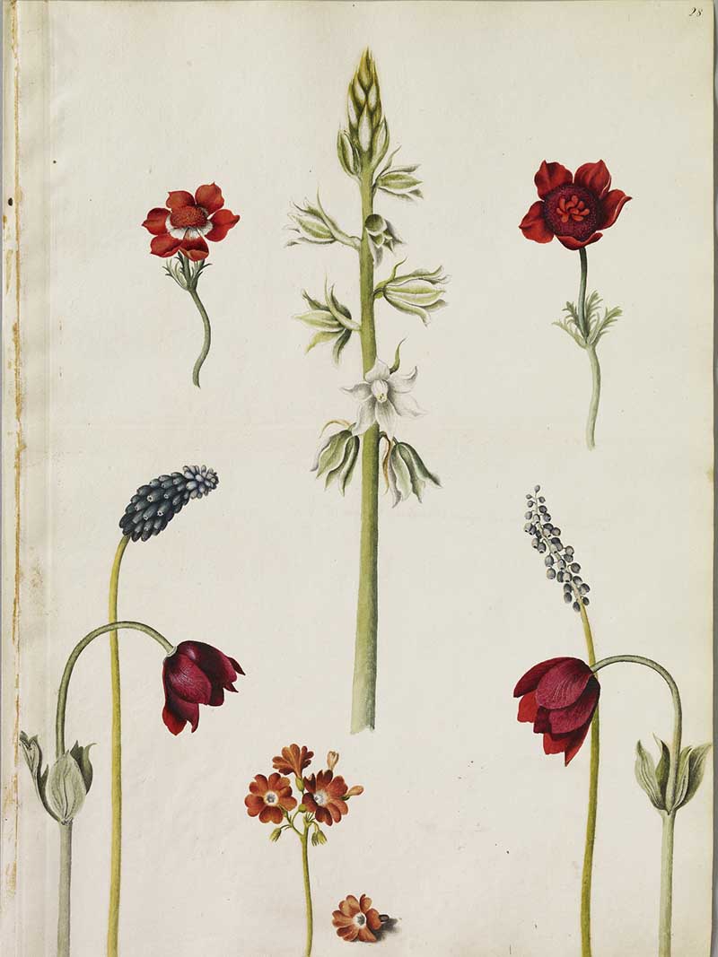 Eight watercolours of flowers, including a White Star of Naples (centre), a sky-coloured and a dark blue Grape-Hyacinth, a single variegated Auricula and four variegated Anemonies.