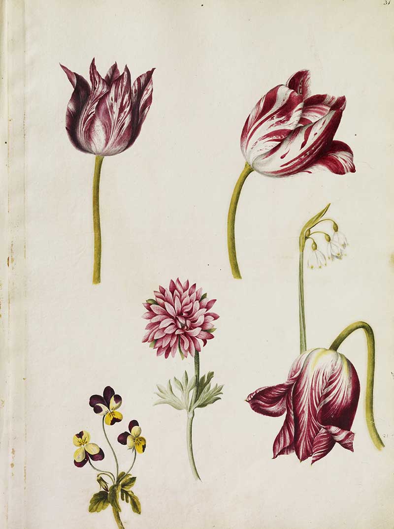 Six flowers include three cerise-striped Tulips, a Pansy or Heartsease (Viola family), a Summer Snowflake or Loddon Lily and a double anemone of the broad-leaved type.