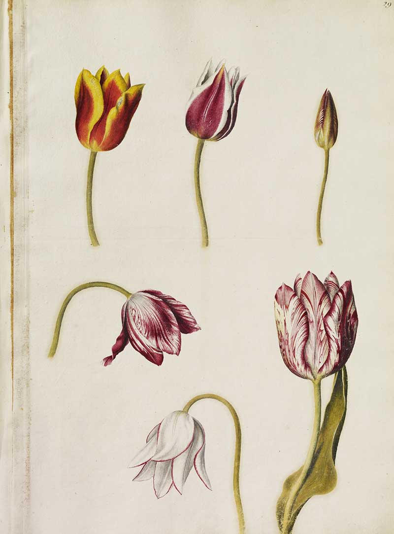 Alexender Marshal's Florileguim Tulips