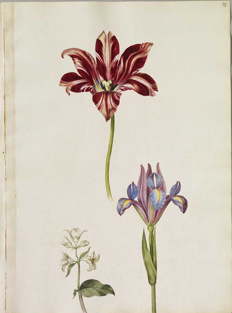 Three flowers including: a striped Tulip, a sprig of Syringa and a Blue Iris. Alexander Marshal's Florilegium
