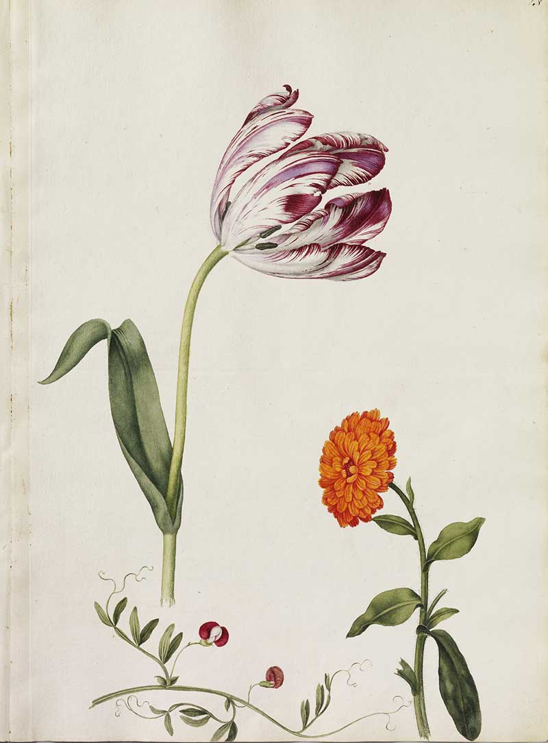 Tulip, Marigold and Narrow-Leaved Vetch