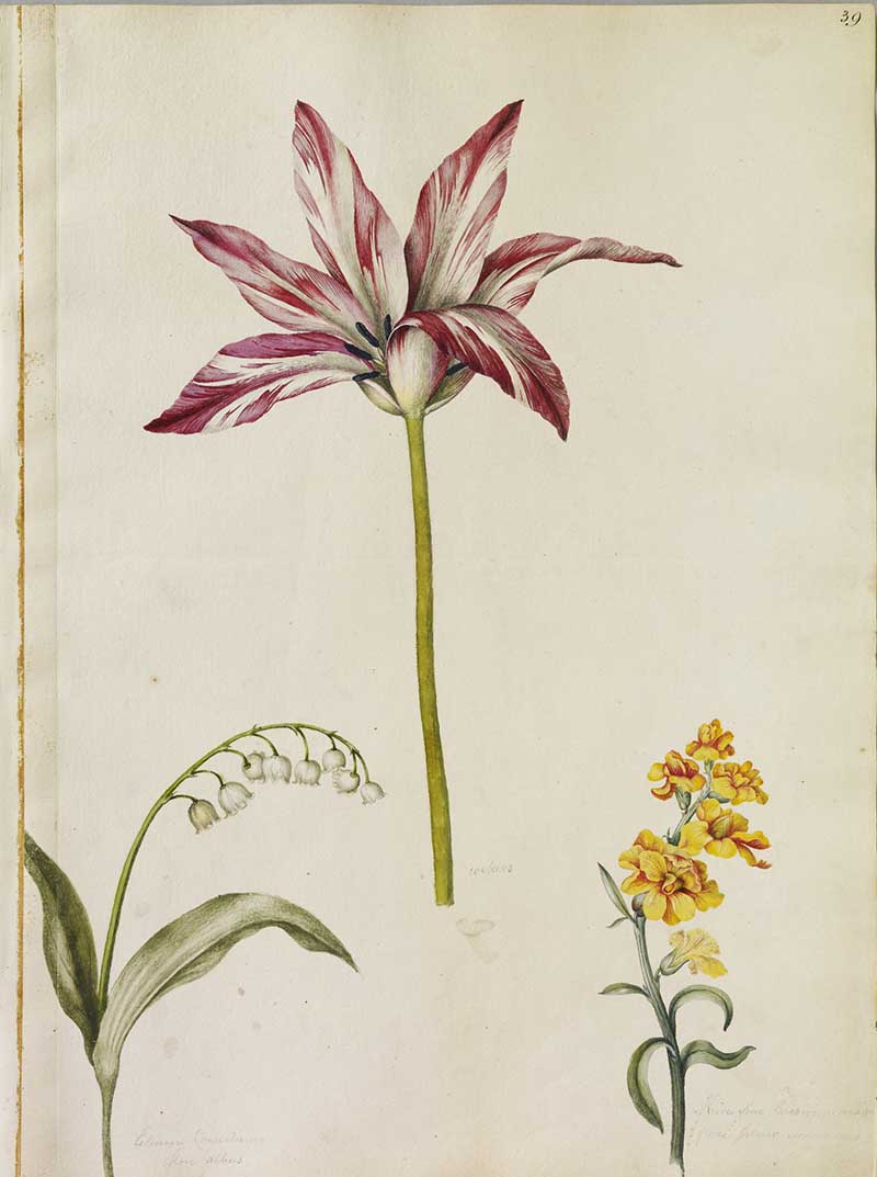 three flowers including: a Striped Tulip, a Lilly of the Valley and a double Wall-flower. Alexander Marshal's Florilegium