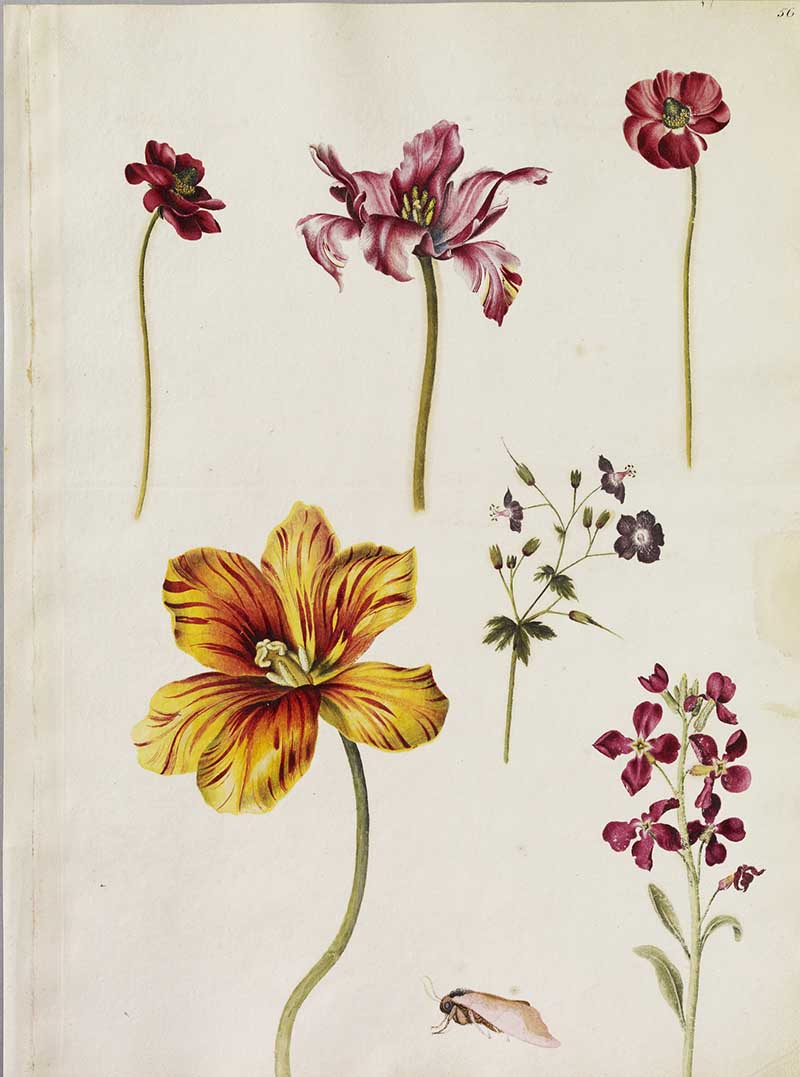 six flowers including: a spotted Cranesbill, two single red Ranunculus, an orange Chamelotte Tulip and an Agate Tulip, a single red Stock and also at the foot of the page is a Popular Hawkmoth.