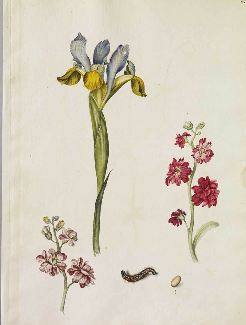 three flowers including: a variegated Iris, two Double Stocks and also a caterpillar and an egg. Alexander Marshal's Florilegium