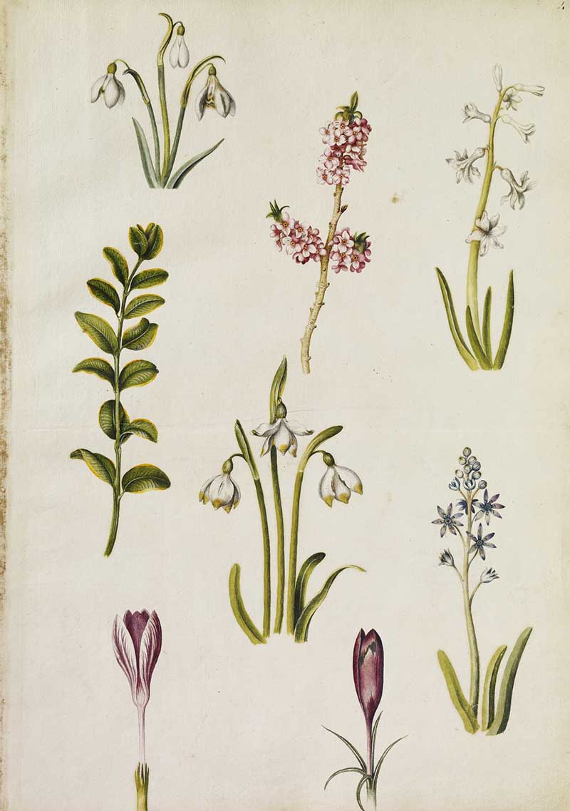 Snowdrops and seven other floral watercolours. Alexander Marshal's Florilegium