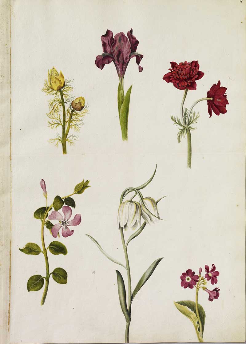 Ox-eye, dwarf-bearded iris, poppy anemone, greater periwinkle, snake's-head fritillary and auricula watercolours by Alexander Marshal