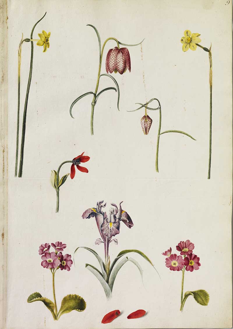 A page of watercolours of eight plants: two jonquils (Narcissus jonquilla L.), two snake's head fritillaries (Fritillaria meleagris L. form), star anemone (Anemone hortensis L. syn. A. pavonina Lam.), two auriculas (Primula x pubescens Jacq.) and a broad-leaved iris (Iris planifolia (Mill.) T. Durand & Schinz).