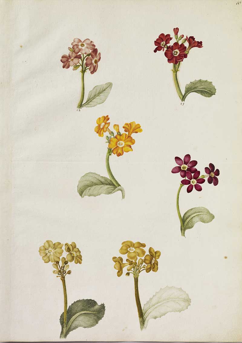 Primulas in Alexander Marshal's Florilegium