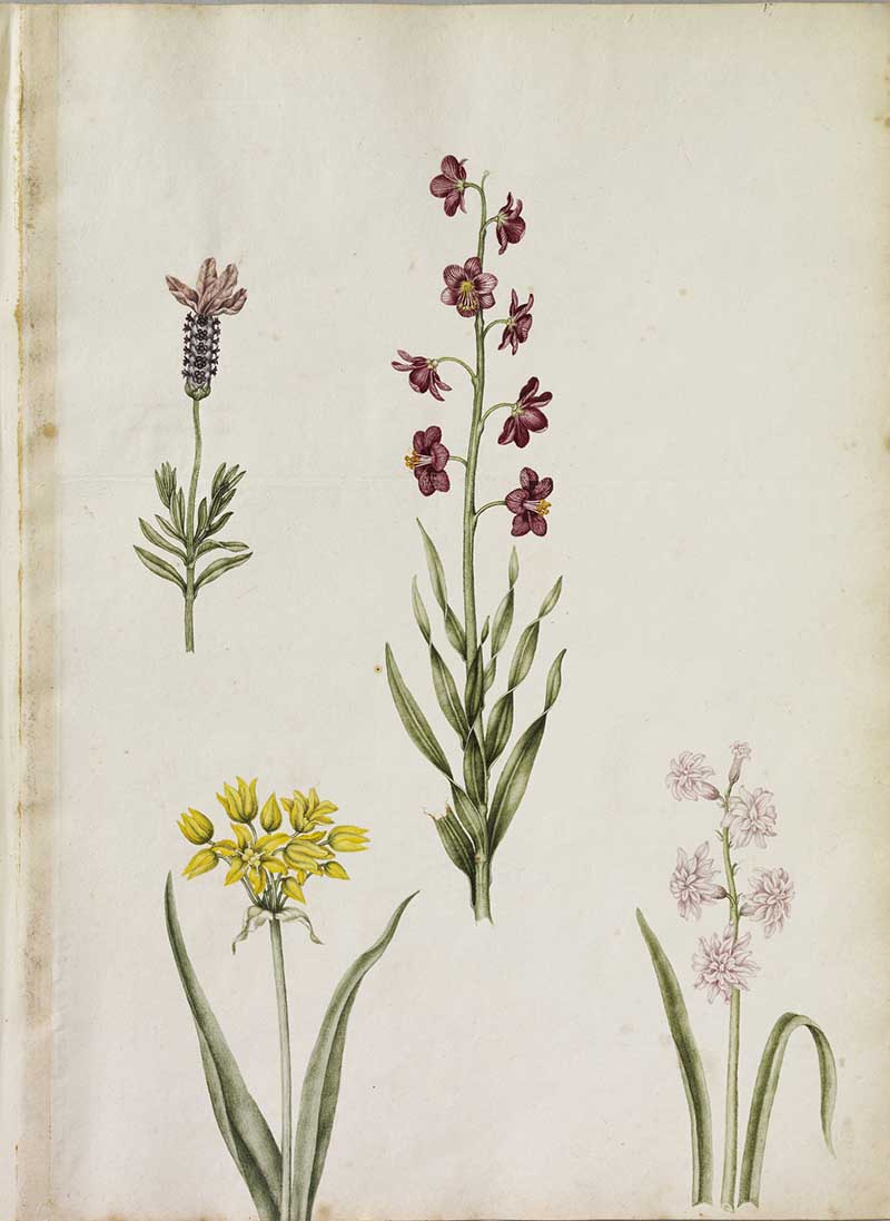 A page of four flowers in watercolour including: a yellow garlic - Molly Broad leaf, a Fritillary - a Persian Lilly, and Tufted Lavender.