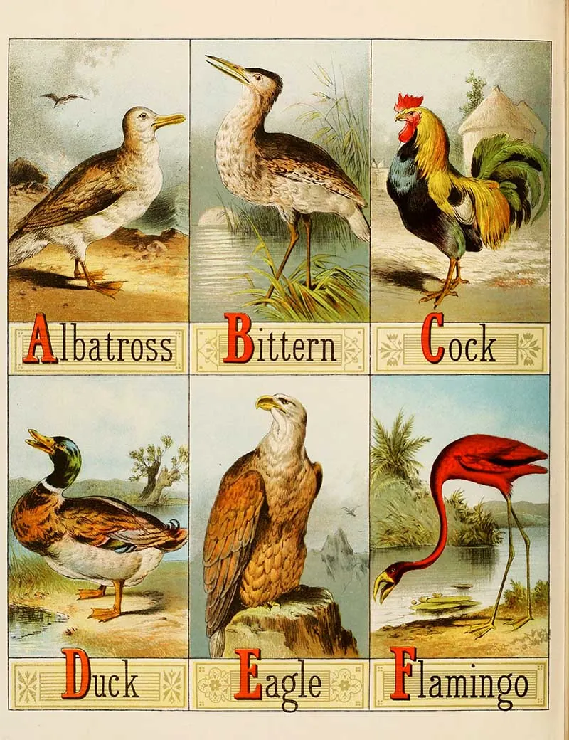Picture Alphabet of birds A to z