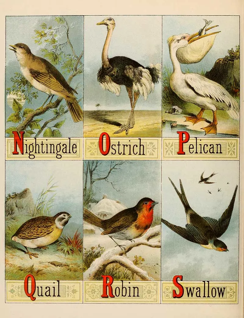 Alphabet of Birds pictures n to s