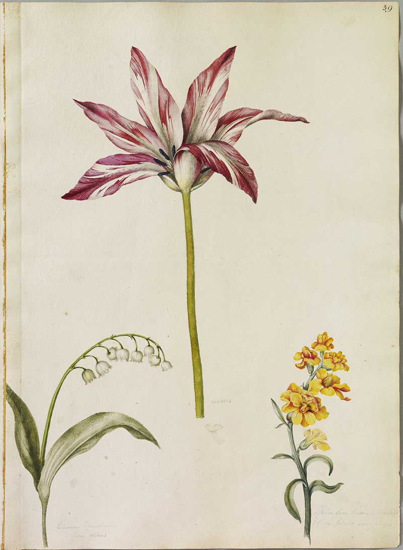 Flower print of a striped lilly from Alexander Marshal's Florilegium