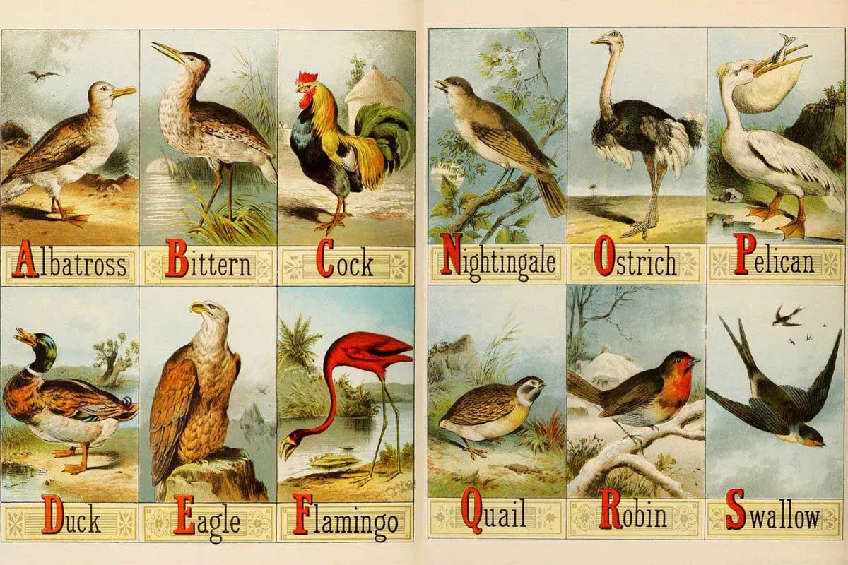 Vintage Alphabet of Birds to print