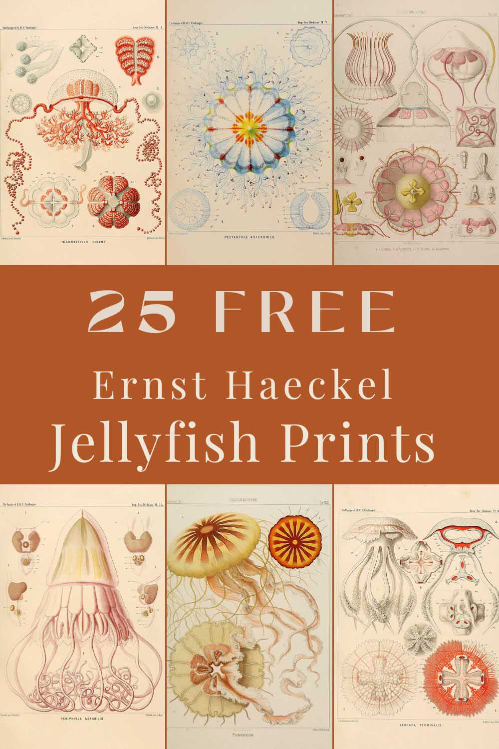 25 Ernst Haeckel jellyfish prints pin