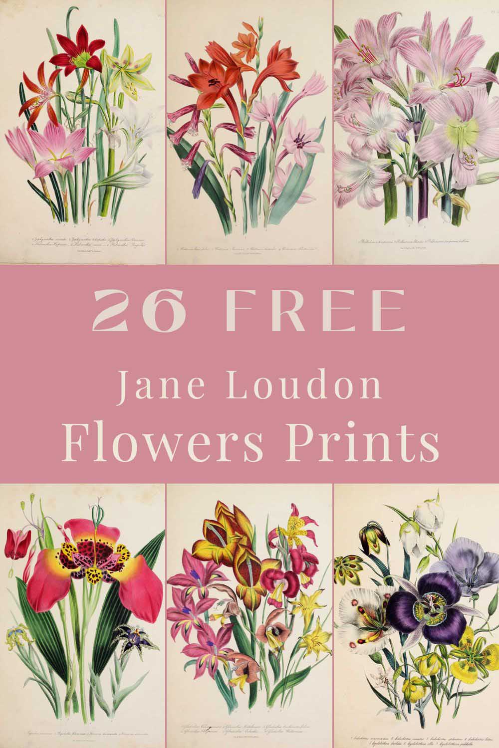 26 Jane Loudon bulbous flower prints