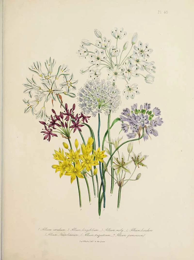 Allium flowers