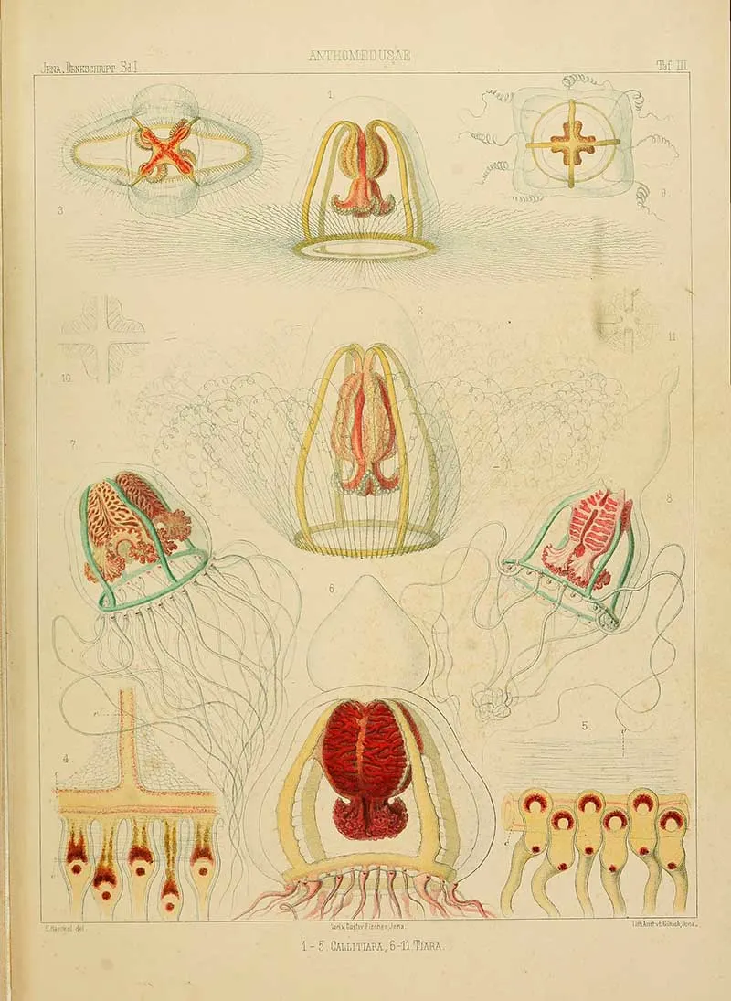 Antheomedusae 2