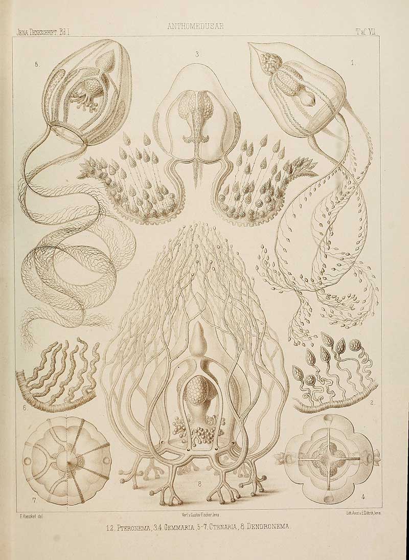 Antheomedusae Cladonematidae-Ernst-Haeckel-Jellyfish