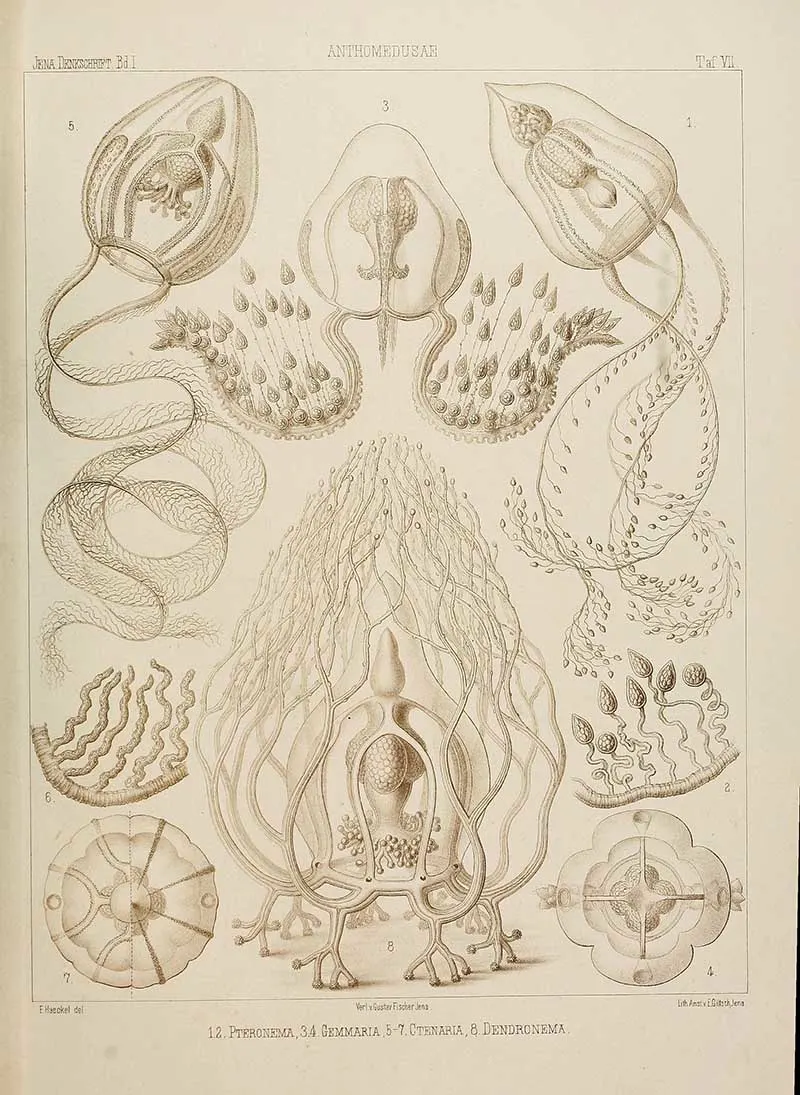 Antheomedusae Cladonematidae-Ernst-Haeckel-Jellyfish