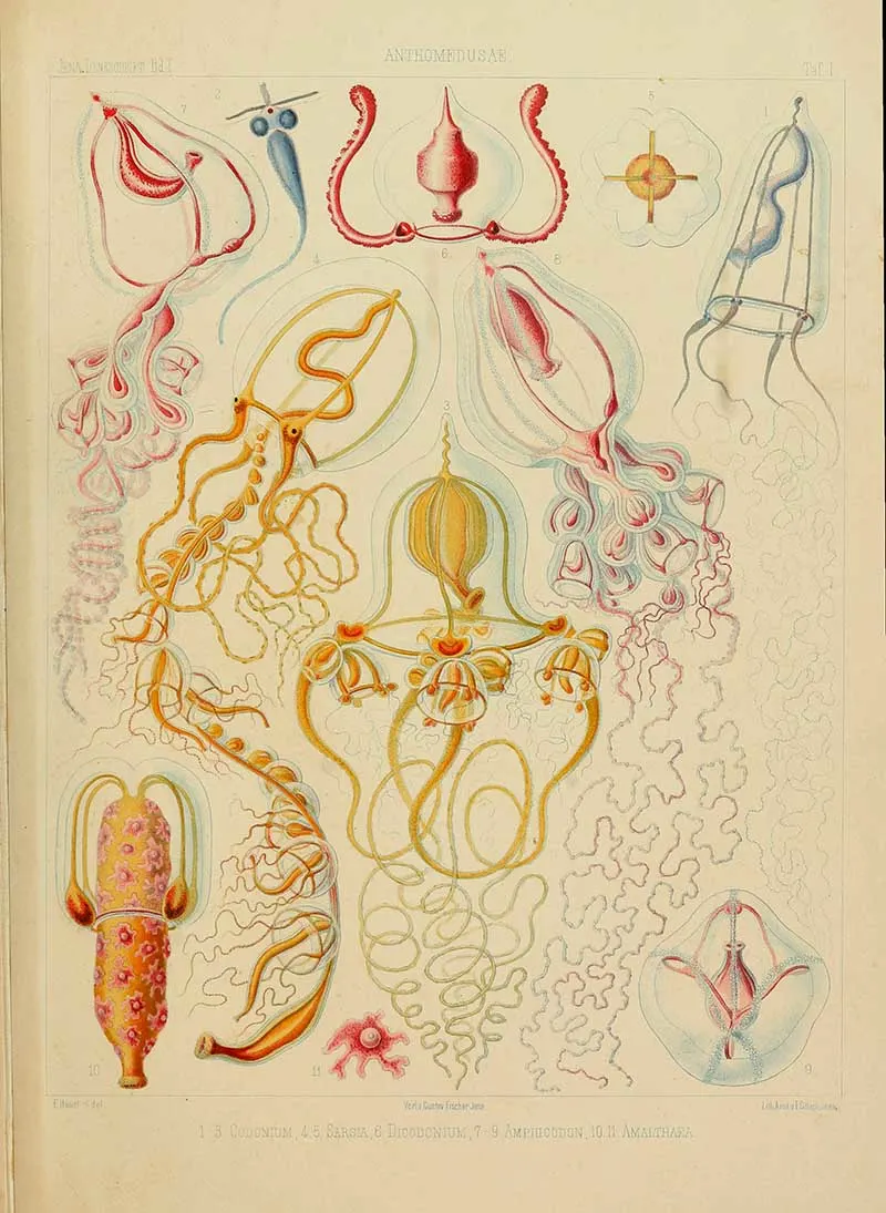 Antheomedusae-Ernst-Haeckel-Jellyfish