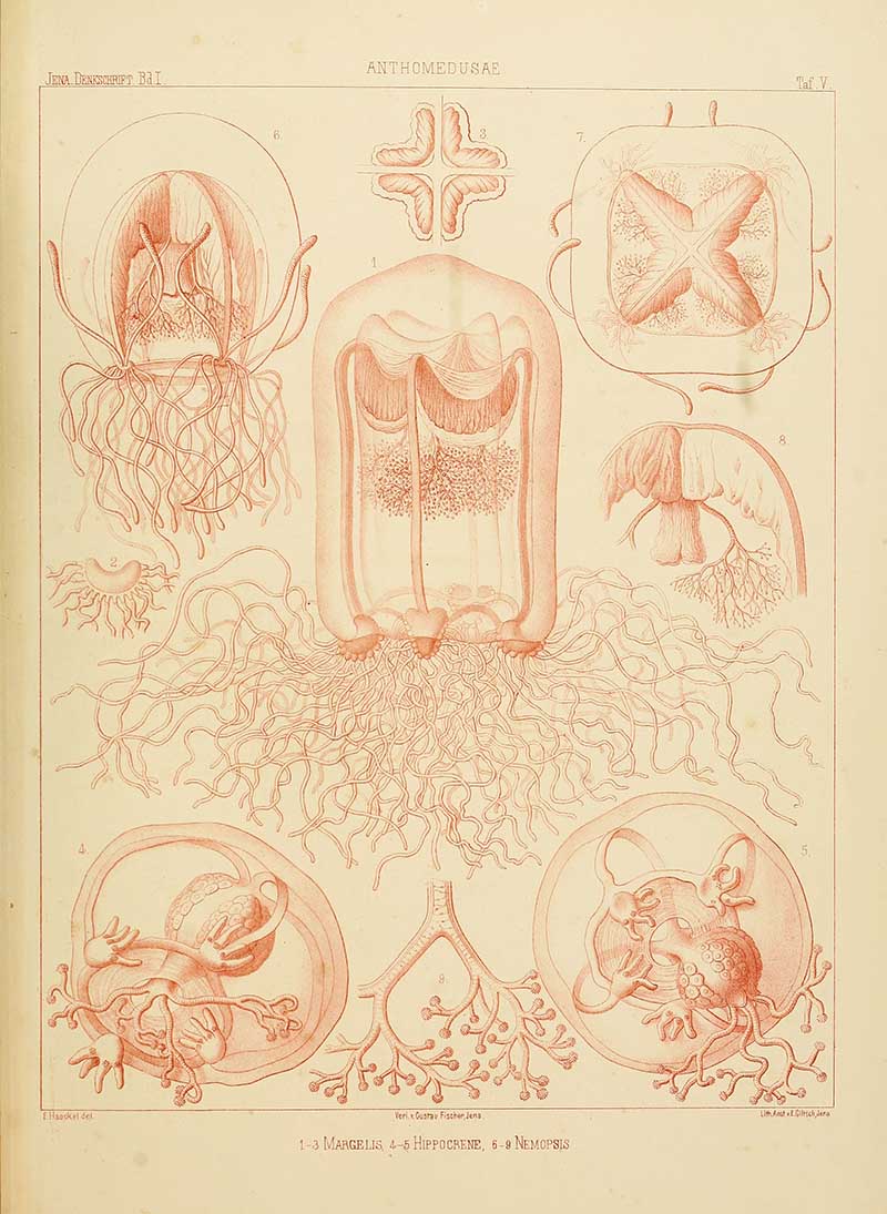 Antheomedusae Margelis-Ernst-Haeckel-Jellyfish