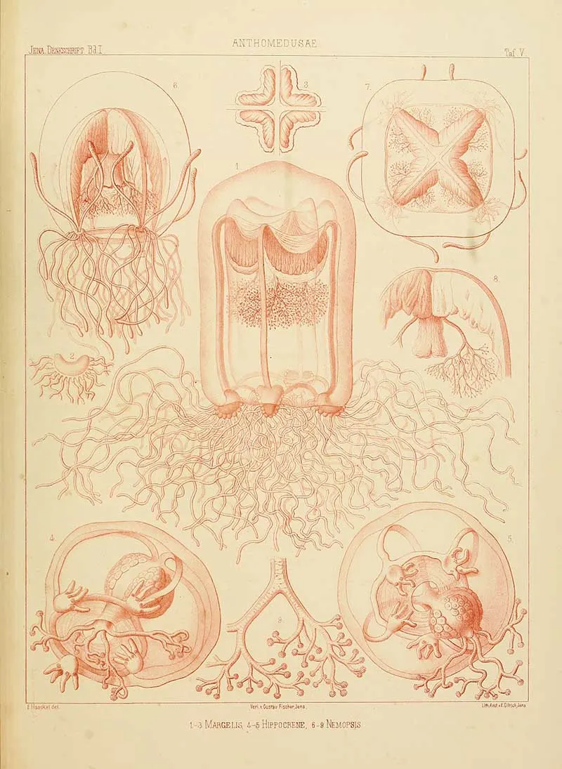 Antheomedusae Margelis-Ernst-Haeckel-Jellyfish