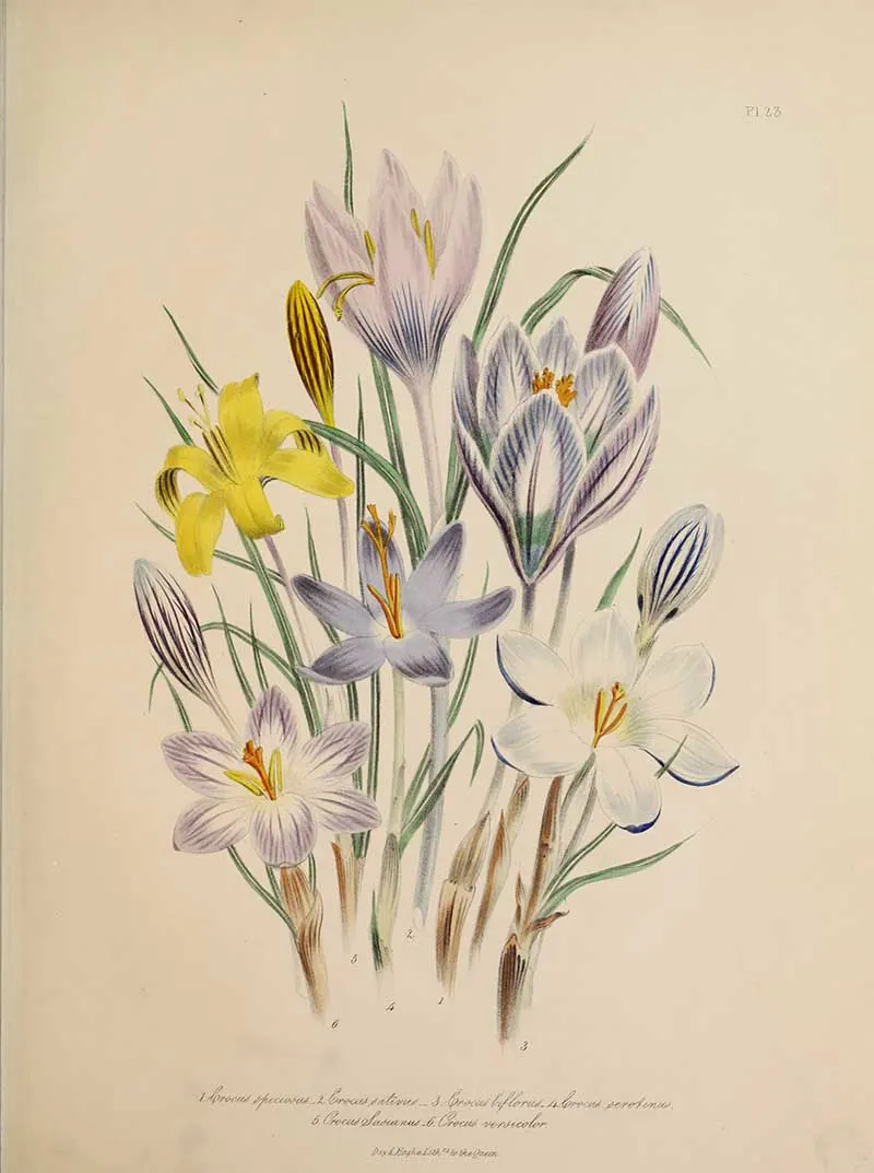 crocus flowers